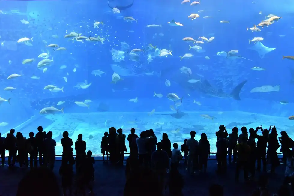 Georgia Aquarium