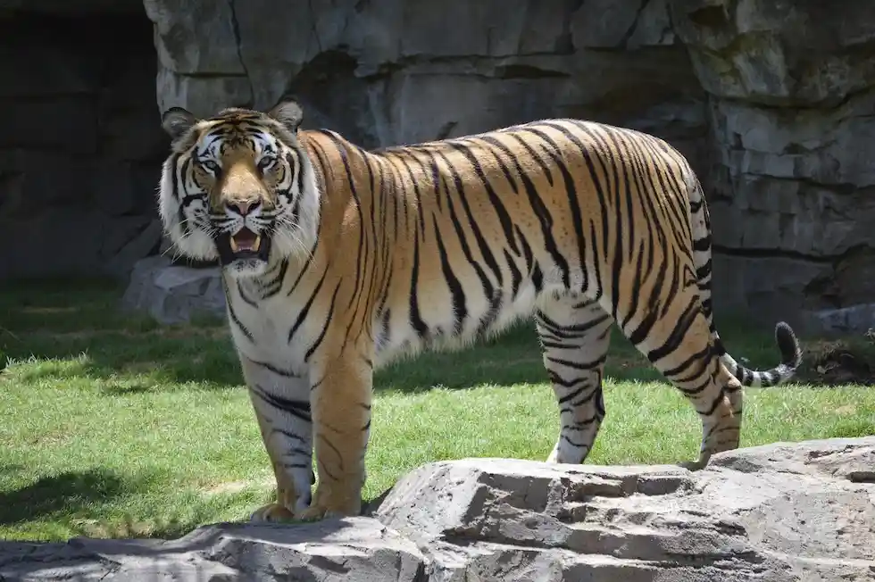 Zoo Atlanta (Estados Unidos)